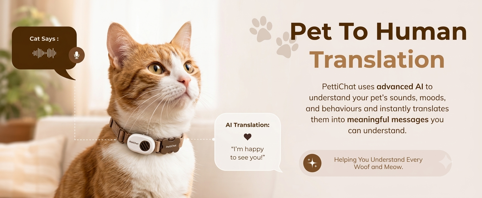 pettichat-cat1